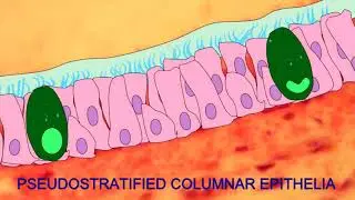 THE EPITHELIA SONG