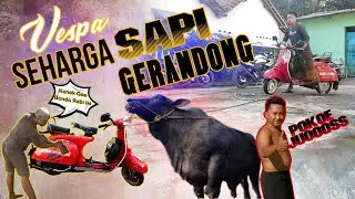 Vespa Harga Sapi Grandong | cumak Beda Umur aja