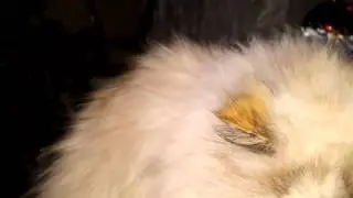 Perla