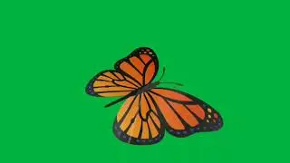 Green screen Butterfly video | Butterfly green screen video | green screen Butterfly animation