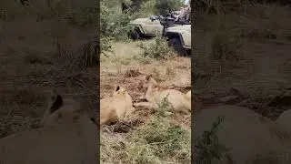 Leones - Unas criaturas majestuosas