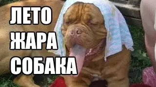 Как спасти собаку от жары летом