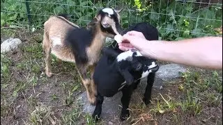 Baby Pygmy  Goats Eat Marshmallows for the First Time! Funny Kids!