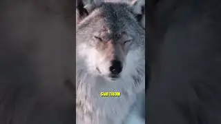 SHOCK the ox is crying! The huntsman saved him from a trap - and figured out the cruel POACHER! 😱...