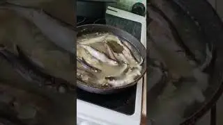 это видео попадается в реках только тем кто очень сильно грешен 🏴‍☠️