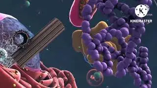 Inside the cell