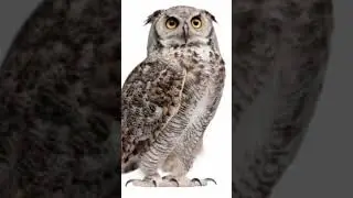 Learn Bird Names in English with Images and Spellings|🐦 Names in English|🐦🐦