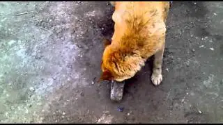 собака Рада катает силикатный кирпич