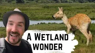 Into the Marshes: Hunting for the 