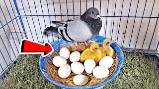 الحمام ده لازم يكون عندك 👌 شوف بيعمل ايه 😯