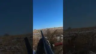 Quail Hunting | Flushing an Iowa Covey #quailhunting
