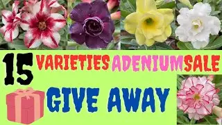 ADENIUM  SALE  