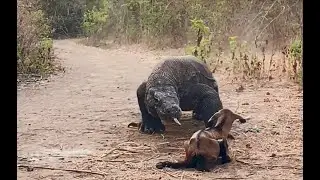 CENA CHOCANTE: Dragão de Komodo Engole Cabrito Vivo!