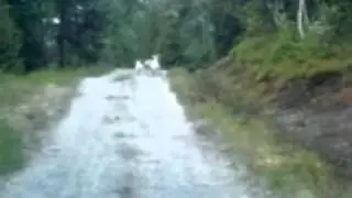 Koyun kurda saldırdı :)))