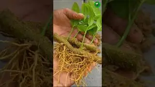 Try growing lemon tree from cuttings very fast 