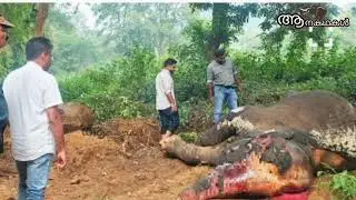 കടുവകൾ കൊല്ലാൻ ഓടിക്കുമ്പോൾ കുന്നിൽ നിന്നും താഴേക്ക് വീണ ആന ചെരിഞ്ഞു | Elephant attack kerala