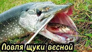 ЛОВЛЯ ЩУКИ ВЕСНОЙ в Канаде.