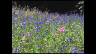 Cornelia Hahn Oberlander on Design: Making Plant Material Decisions