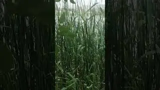 В камышах прячутся утки - лебеди...