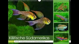Killifish of South America - Calendar 2024