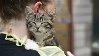 Sick Kitten Sasha Gets the Care He Needs at PAWS