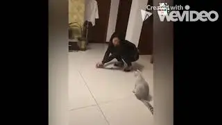 Funny Cat Video