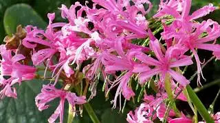 Нерина, или нерине (лат. Nerine)