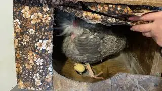 Like a chicken......egg