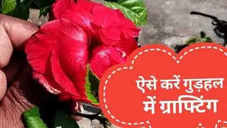 गुड़हल के पौधे में ग्राफ्टिंग कैसे करें grafting on Hibiscus for different color flower in one plant