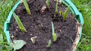 Самый лучший способ посадки гладиолусов