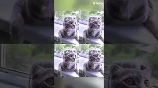 котик #cat #music