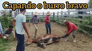 Capando o burro bravo 😱