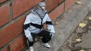 Почему никто не видел птенцов голубей и как они выглядят