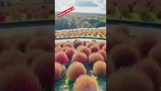 # 🌳🍁 Hitachi Seaside Park # Japan