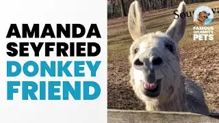 Amanda Seyfried Runs Into a Donkey Friend!