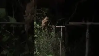 IMG 0863