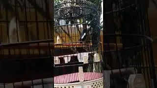 pemanasan kacer sebelum gantangan