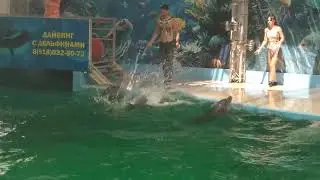 Дельфины(полная версия на канале)