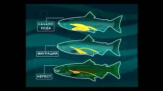 Почему перестаёт питаться при нерестовом ходе Кижуч (Coho salmon) — Oncorhynchus kisutch ?