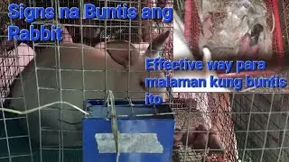 Rabbit Farming: Senyales o signs na buntis ang Rabbit. Paraan para malaman kung buntis ang Rabbit