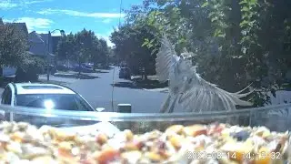 first visit of the bird feeder 20220814