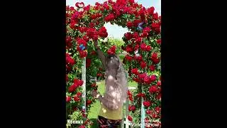 Рома Заря-Мы будем счастливы с тобой.