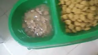 Вечно голодный Кот 🐱