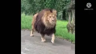 Animals revenge on humans Just for Fun  Save animals 😛 😛 😀😀