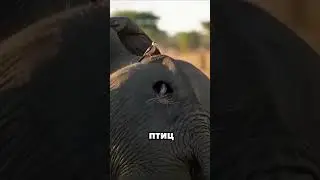 A bird's nest parasitizes an elephant's body. 😱 