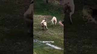 Волк АТАКОВАЛ дагестанского алабая 😱🔥🐺