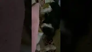 Şirin kedi kardeşlerin gece uykusu 🐱 ☺️ #Oreo ve #Minnoş salıncak keyfi