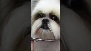How To Groom A Shih Tzu