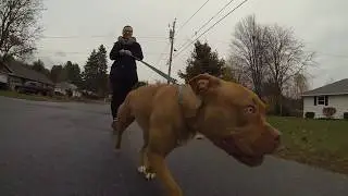 Pit Bull Training for leash pulling- America's Canine Educator
