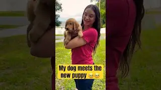 My dog meets the NEW PUPPY